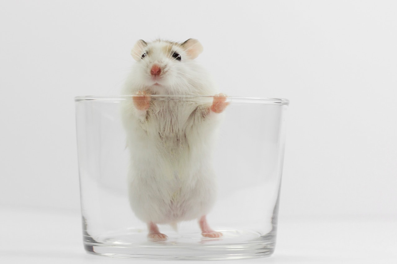 쥐를 투명하게 만드는 용액이 개발됐다, mouse, transparent, 투명 용액, 암 과학