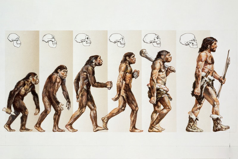 인류의 기원이 유럽일 가능성이 제기됐다, 유인원, 진화, 인간 기원, 아프리카, 인류의 기원은?