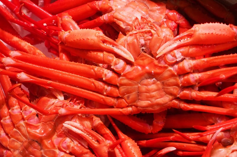 알래스카의 대게 수십억 마리가 감소 중이다