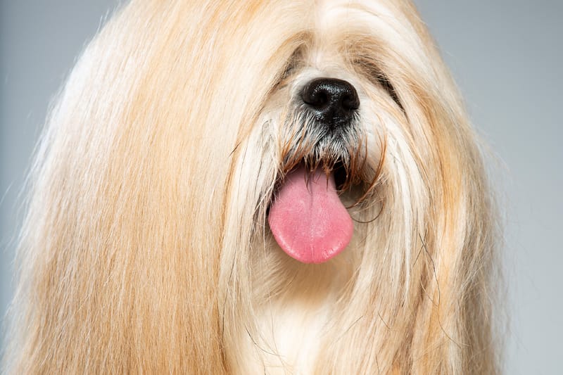 개털이 캐시미어에 대한 지속 가능한 대체 소재로 부상했다