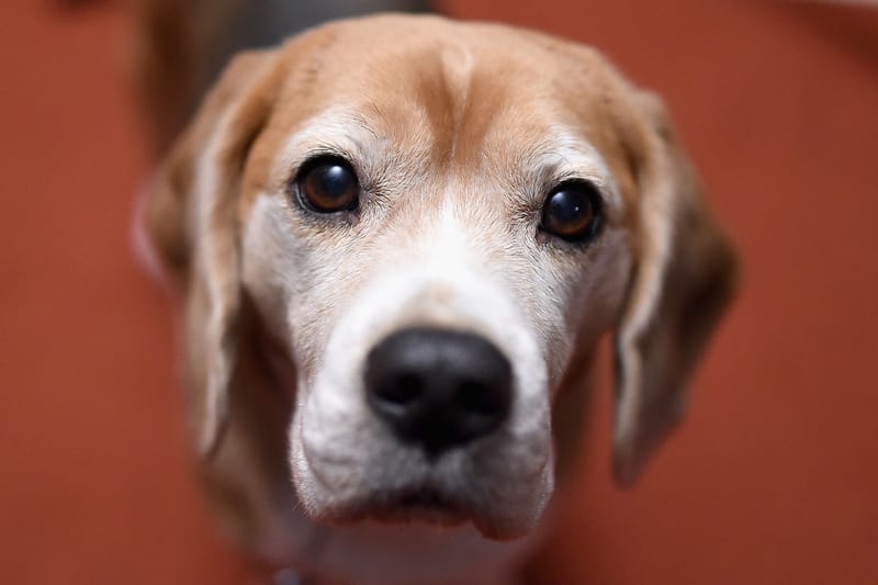 개의 수명을 연장시키는 약품이 FDA로부터 효능을 인정받았다