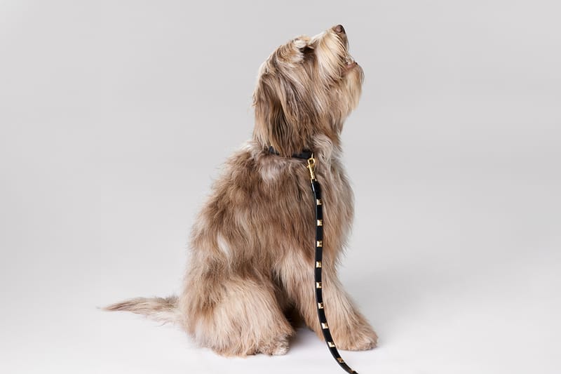 반려동물을 위한 셀린의 새 컬렉션 살펴보기