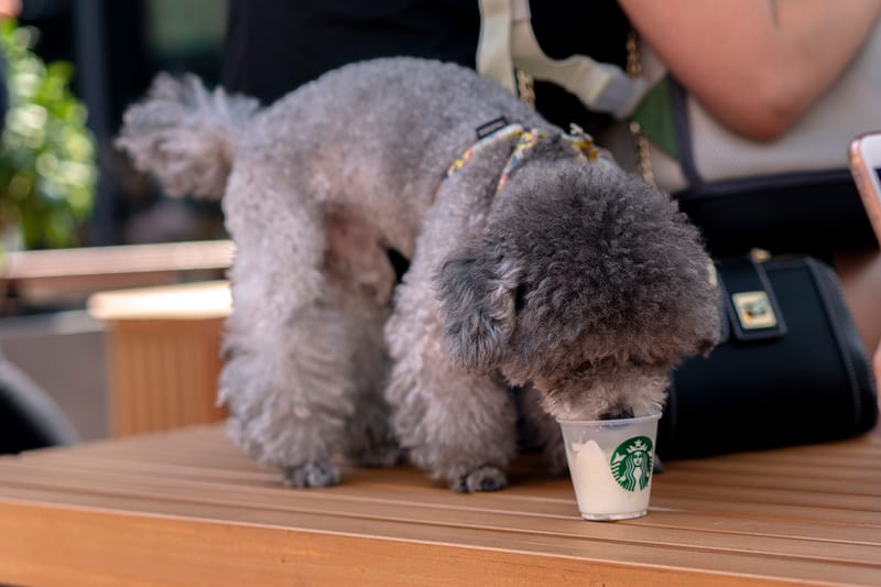 스타벅스 코리아, 한국 최초의 ‘반려동물 동반 매장’ 개점한다