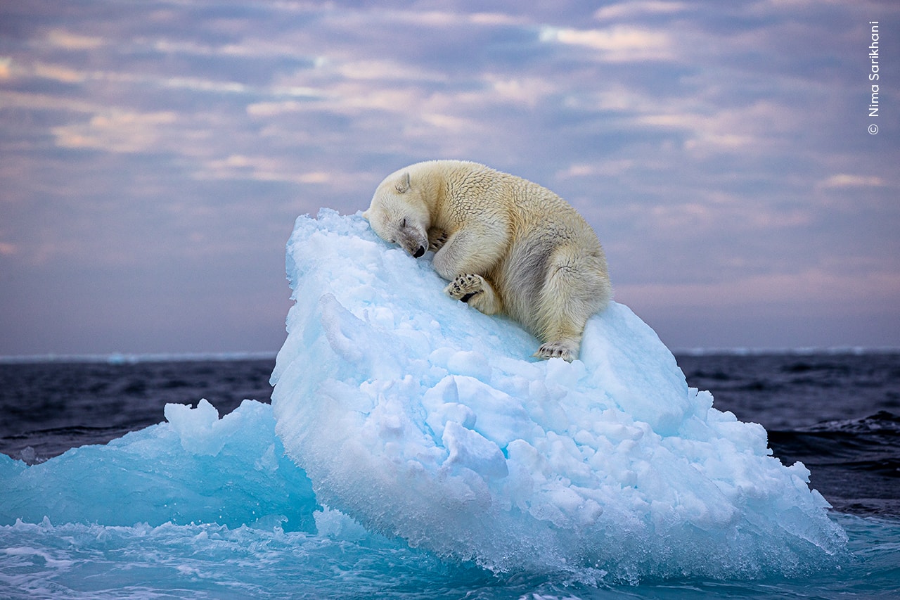 작품, 사진, 북극곰, 야생사진, 노르웨이, 환경 오염, 업사이클링, 빙산