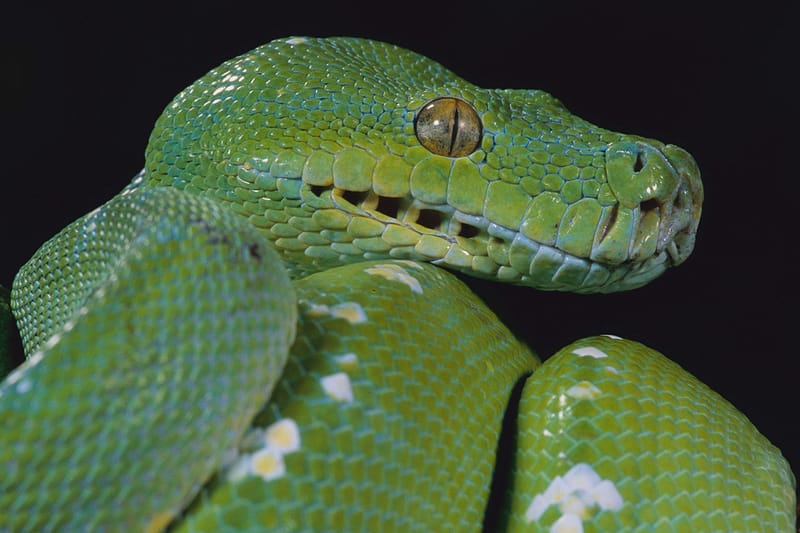 비단뱀이 미래 대체 식량이 될 수도 있다