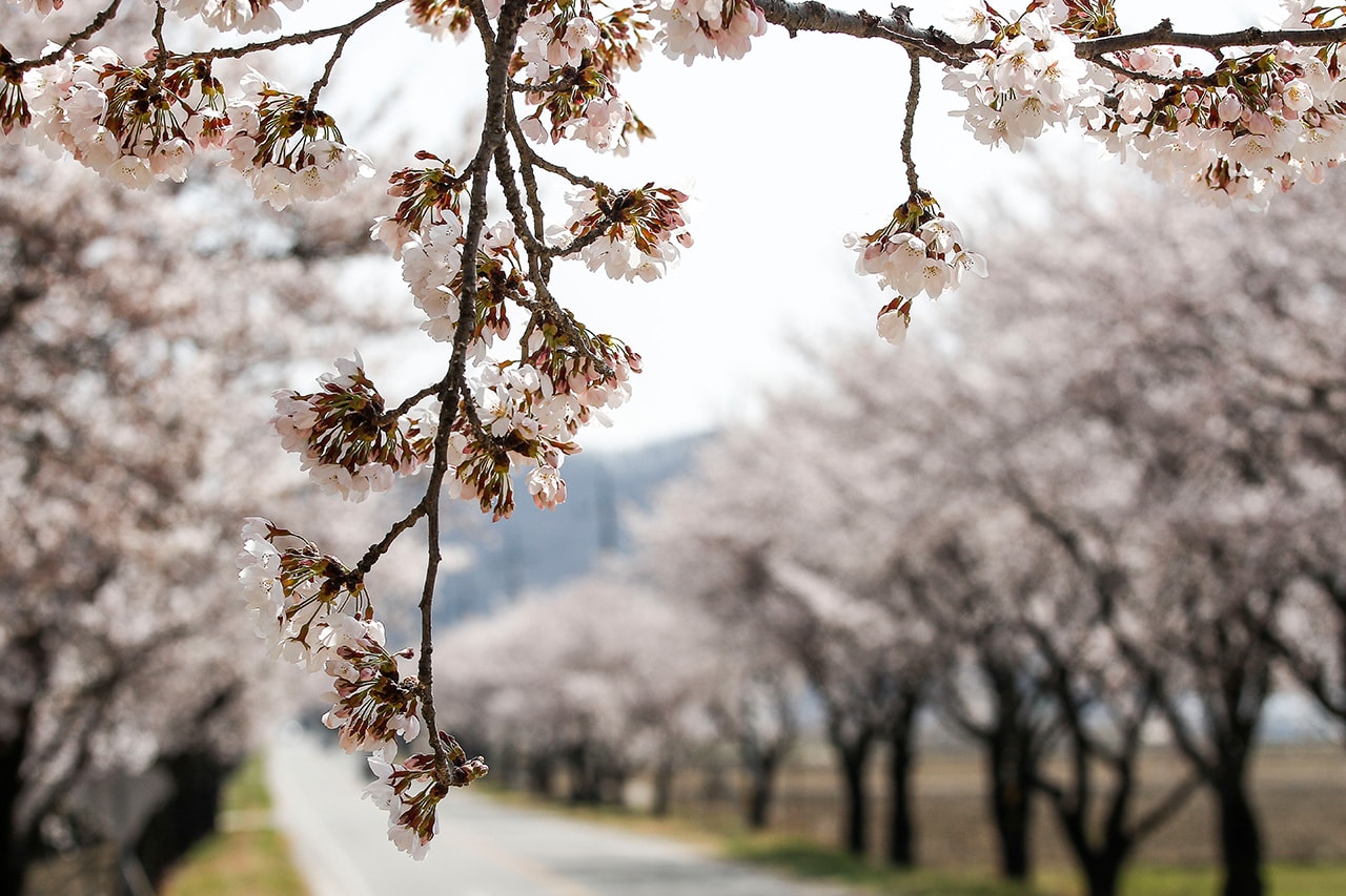 ‘포브스’가 선정한 ‘올해 꼭 방문해야 할 한국의 벚꽃 명소’ 5, cherry blossom, 포브스, forbes, 진해, 벚꽃 명소, 벚꽃길, 벚꽃 거리, 화개