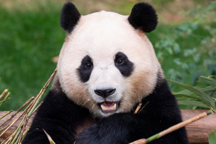 푸바오가 국내 관람객과 마지막 인사를 나눴다