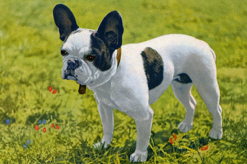 미국에서 가장 인기 있는 반려견 견종은?