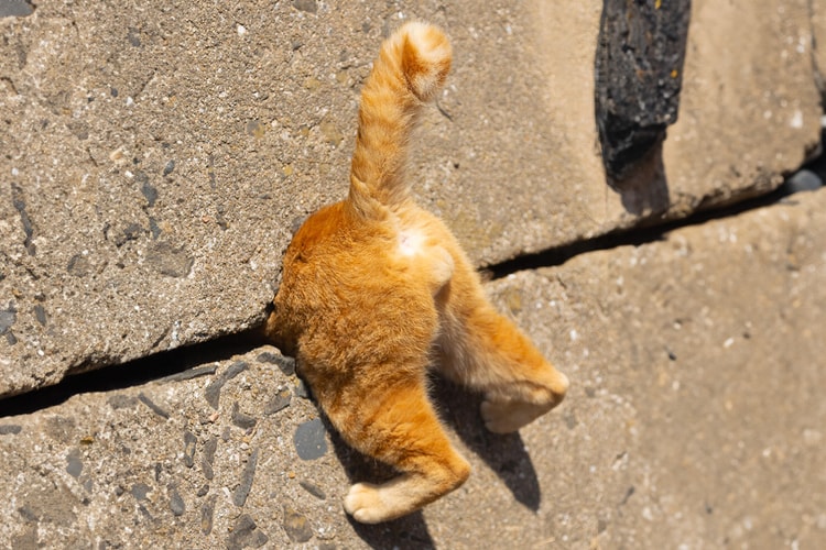 ‘2024 코미디 펫 어워드’ 최종 후보작 공개