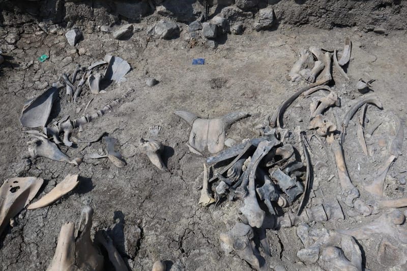 서울 종묘 인근에서 500여 년 전 묻힌 소뼈가 무더기로 나왔다