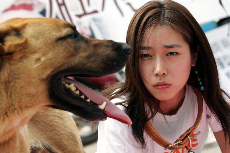 서울시가 개고기 감별 키트를 개발했다