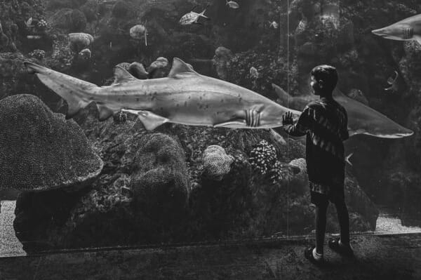 2024 아이폰 포토그래피 어워드 수상작 공개