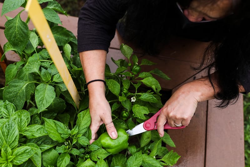 흙에 유리 가루를 섞으면 농작물 성장에 도움이 된다는 연구 결과가 나왔다