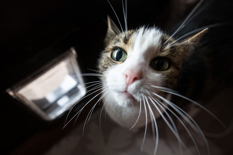 고양이가 닫힌 문을 싫어하는 이유가 공개됐다