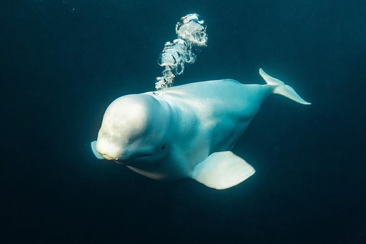 '러시아 스파이' 의심받았던 흰돌고래가 노르웨이에서 사체로 발견됐다