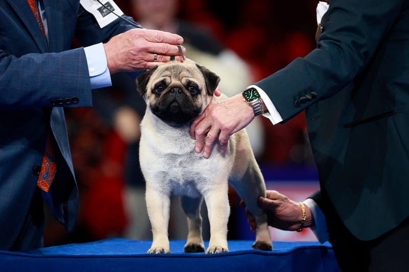 2024 미국 내셔널 도그쇼에서 우승을 차지한 강아지는?