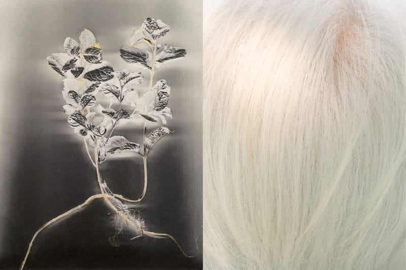 세계에서 가장 오래된 사진전, 런던 Saatchi Gallery에서 돌아온다