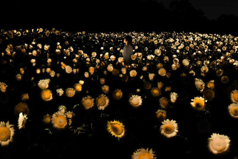 teamLab, 오사카 해바라기밭을 인터랙티브 생태계로 바꾸다