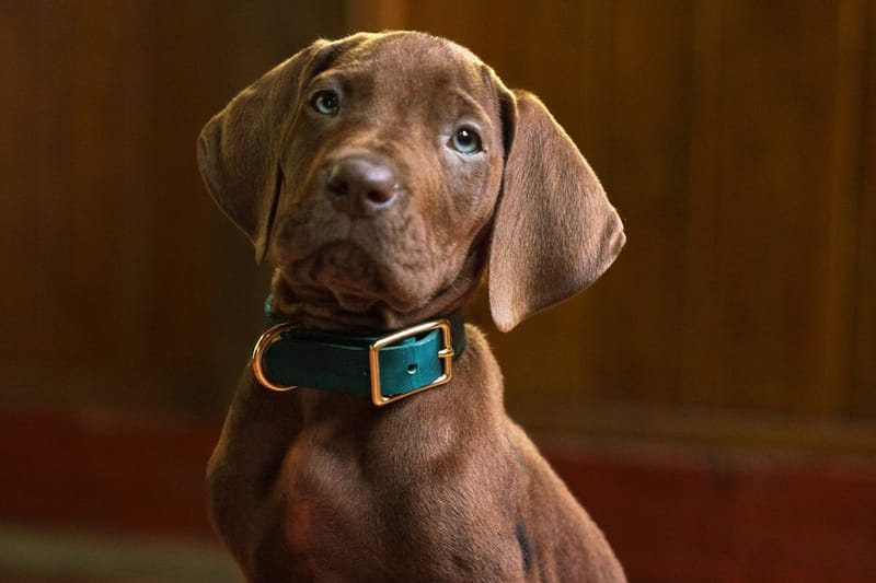 Binunyag ng Netflix ang Unang Sulyap sa Live-Action na Seriyeng ‘Scooby-Doo: Origins’