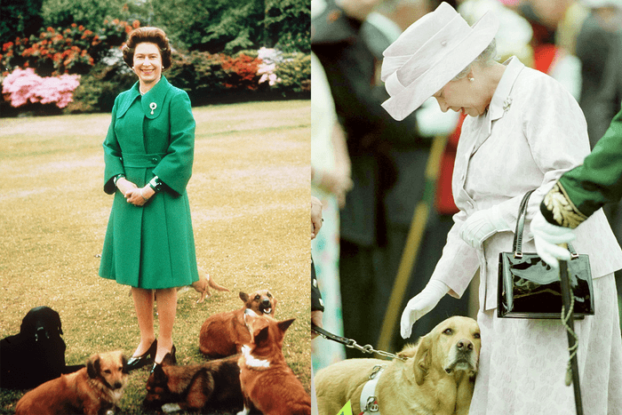 與愛犬忍痛道別:英女皇最後一隻哥基犬 Willow 逝世