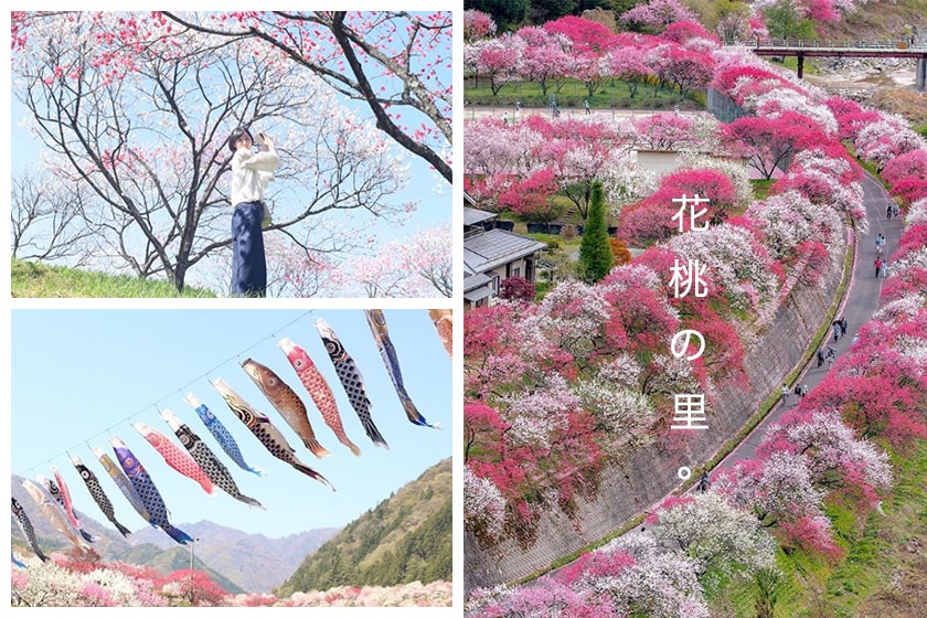 Hanamomo Peach Blossoms in Japan Achi Nagano