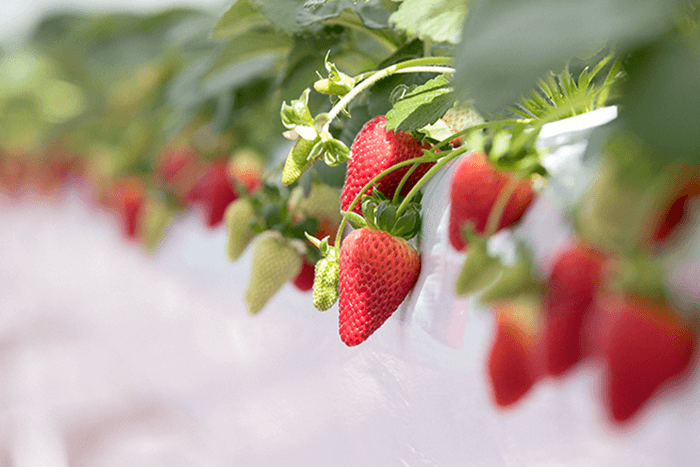 #POPSPOTS in Tokyo:一起到橫濱的「東京ストロベリーパーク」採草莓吧!