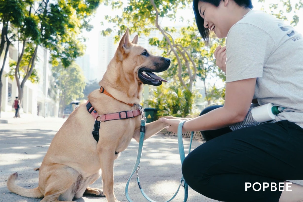 hong-kong-dog-rescue