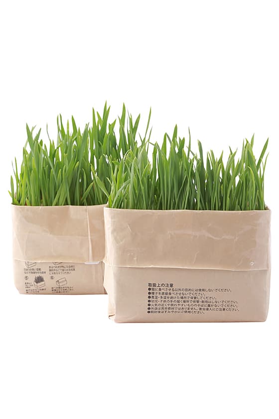 muji diy cat malt grass