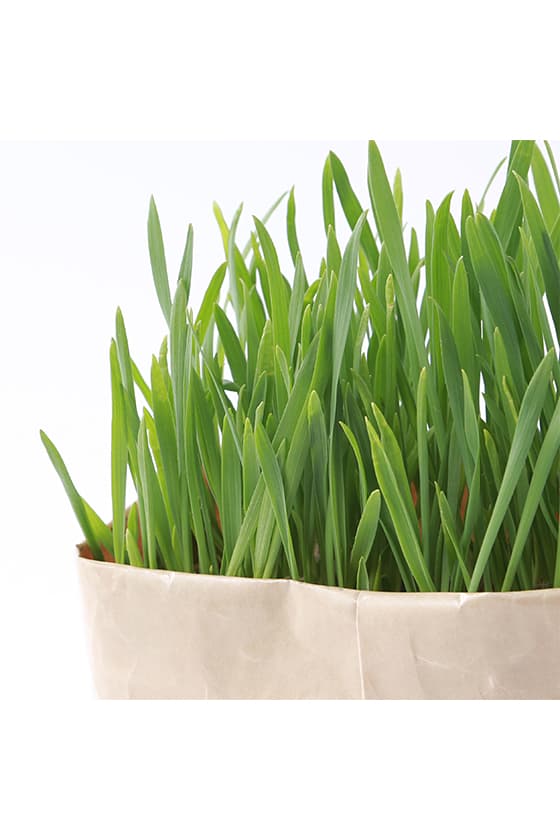 muji diy cat malt grass