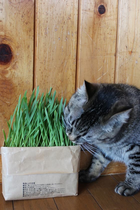 muji diy cat malt grass