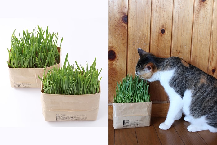 養貓也要有品味！Muji 推出貓草，簡約控貓奴必備！