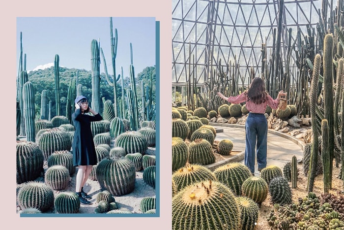 你以為是美國加州秘景嗎?近日 Instagram 上超紅的仙人掌公園,竟然位於深圳!