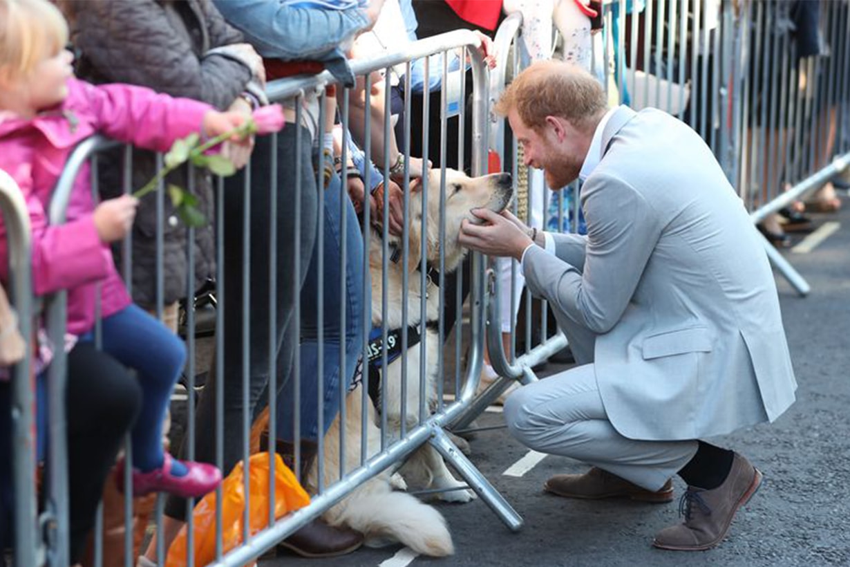 Prince Harry palys with dog