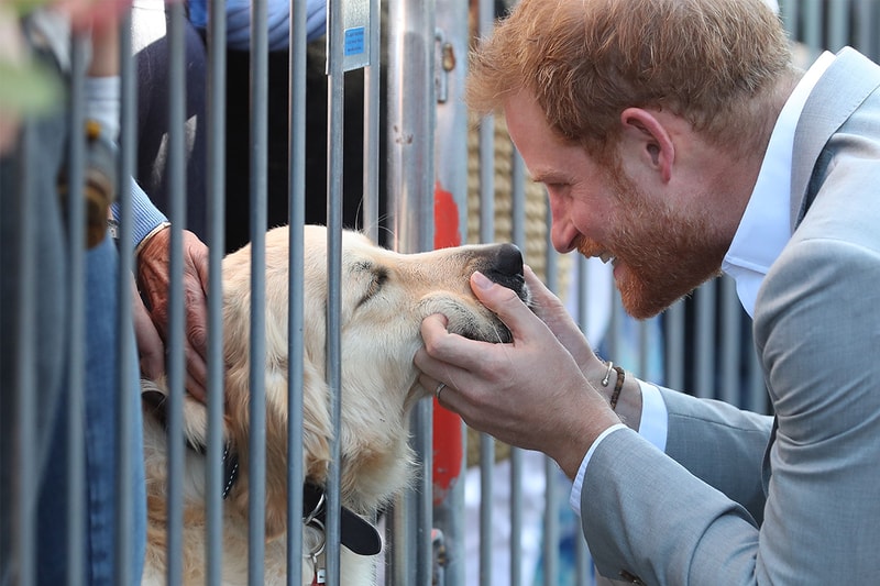 Meghan Markle and Prince Harry new dog name is wrong