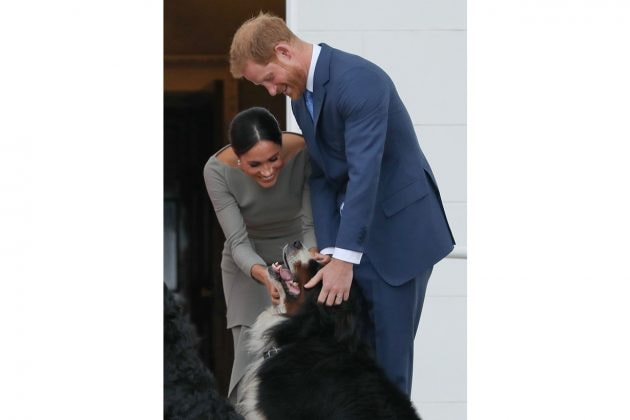 meghan markle prince harry new dog 