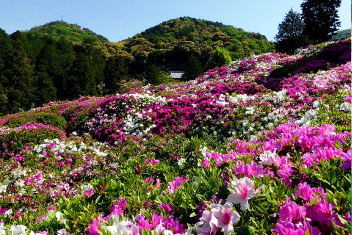 uji park