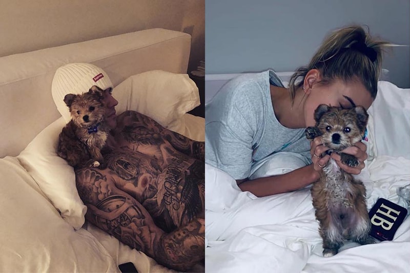 Justin Bieber Hailey Baldwin new puppy Oscar Bieber