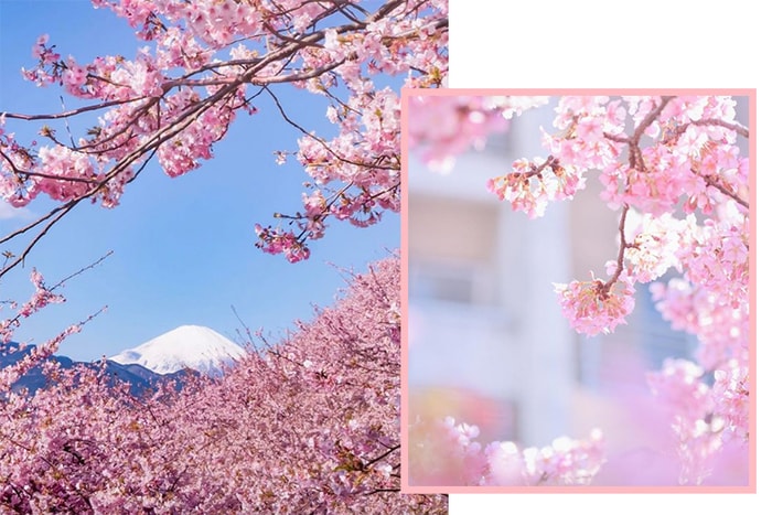 看櫻花的好時機！一圖看盡 2019 日本櫻花預測花期！
