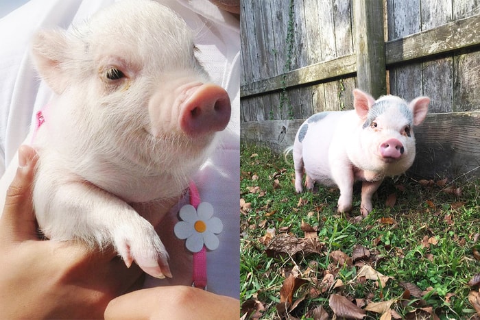 來到了豬年，當然要關注 Instagram 上 3 隻寵物豬明星！