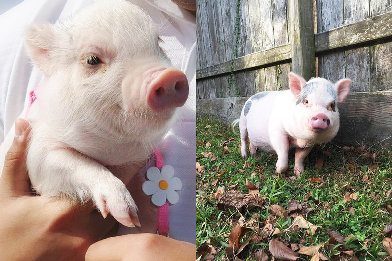 Pet Pigs Instagram account animal icons Prissy and Pop hamlet the piggy mybestfriendhank instagram hit