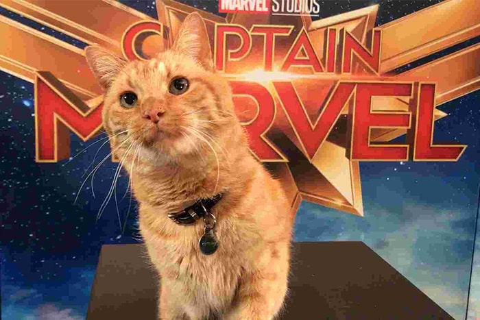 《Captain Marvel》宣傳片只以貓作主角，更長達 1 小時！網民：比英雄們更強！