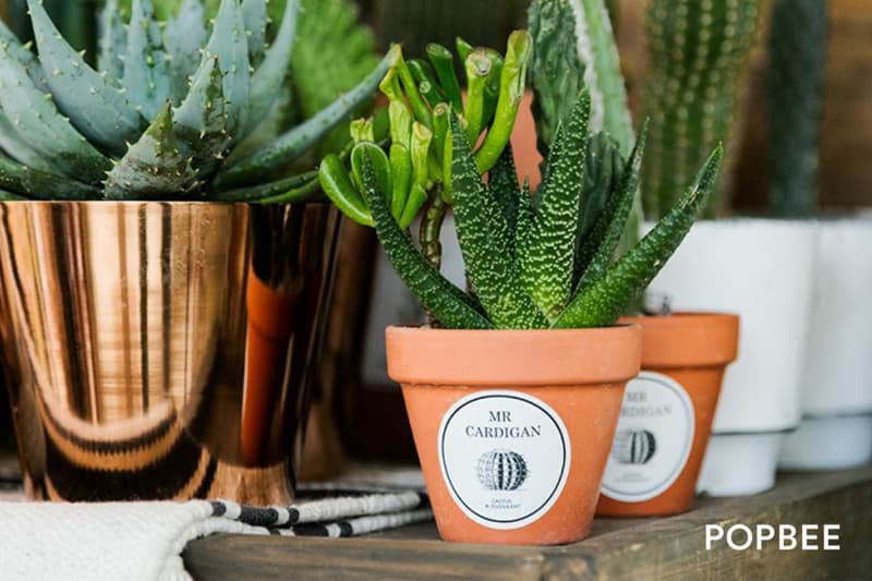 Mr.Cardigan Plant House in Tai Po