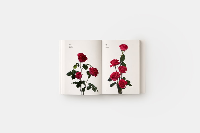 flower-colour-guide
