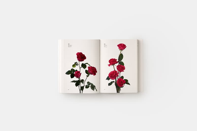 flower-colour-guide