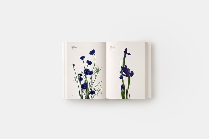flower-colour-guide