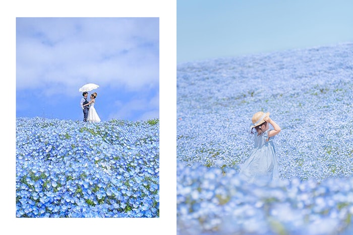 被評為一生必看一次的夢幻藍色花海：這次到日本改賞「粉蝶花」吧！