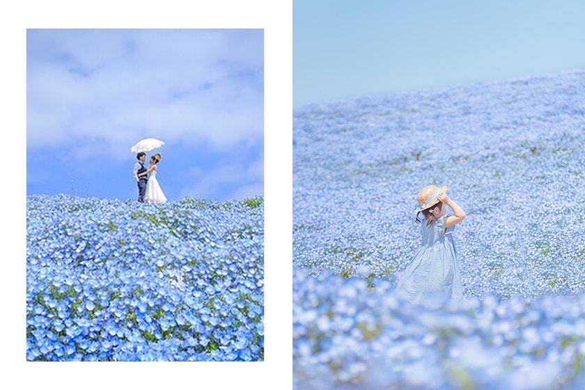 Ibaraki Japan Travel Blue Flower Park Instagram Tag