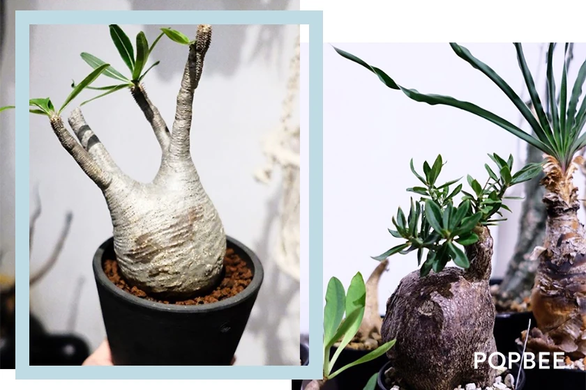 塊根植物 Caudex green-egg-store botanical-store 香港多肉植物店