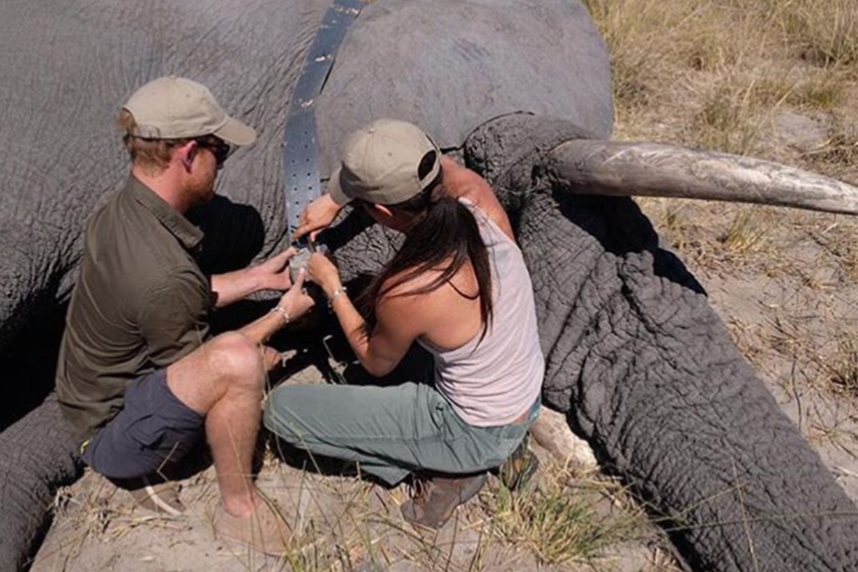 Prince Harry Meghan Markle elephant tracking
