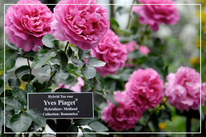 原來有一種玫瑰叫做 Piaget：除了是奢華珠寶品牌，背後還有這段親情故事！